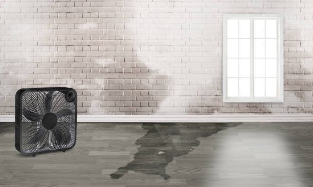 Best Water damage cleanup near me  in Lombard, IL